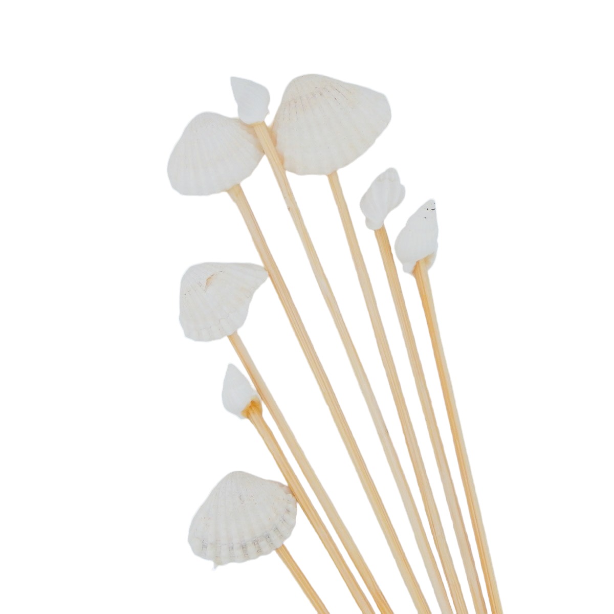 WEB.SHELLPK.PAR Shell Bamboo Picks - 2 Designs - Image 1